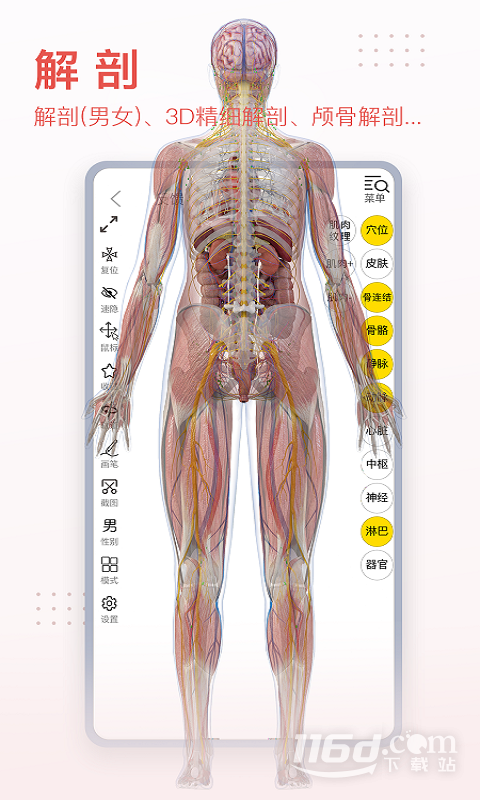 人体解剖学图集